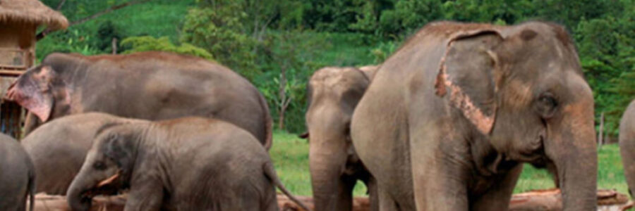 Save Elephant Foundation