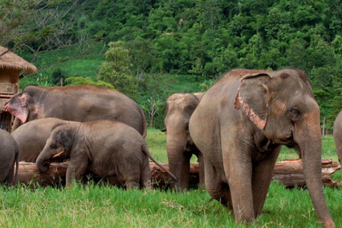 Save Elephant Foundation